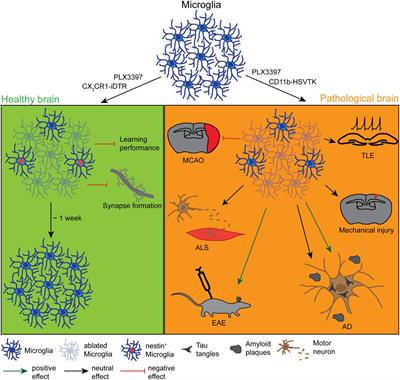 Glial Cells and Their Function in the Adult Brain: A Journey through the History of Their Ablation